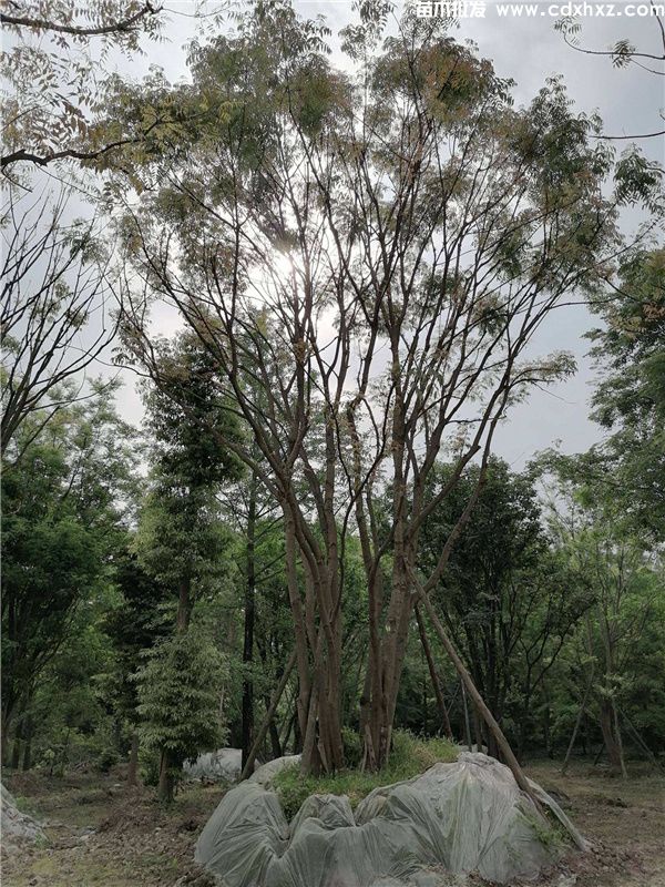 丛生黄连木图片 丛生黄连木图片