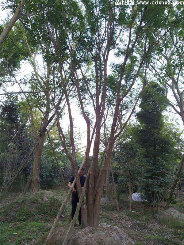 丛生黄连木图片 丛生黄连木图片