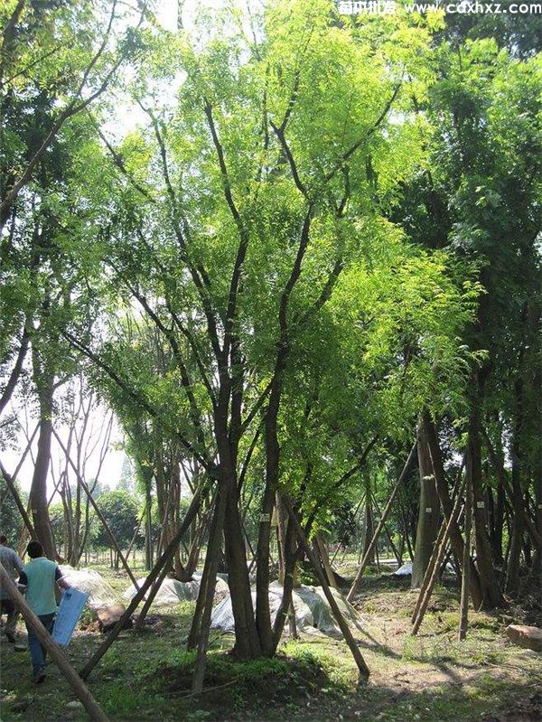 丛生黄连木图片 丛生黄连木图片