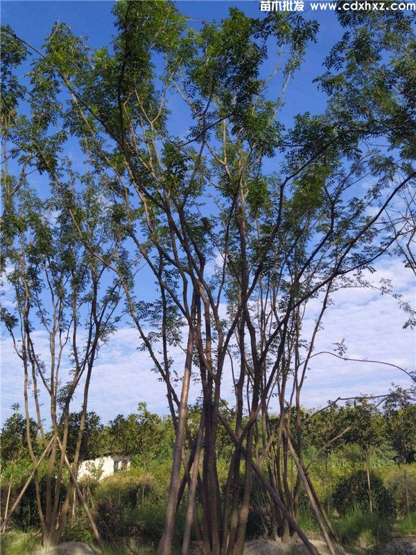 丛生黄连木图片 丛生黄连木图片