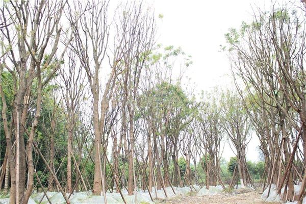 丛生黄连木图片 丛生黄连木图片