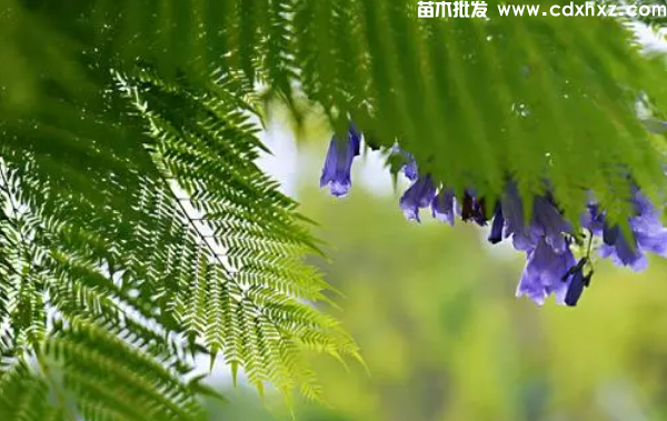 蓝花楹基地实拍图片 蓝花楹基地实拍图片