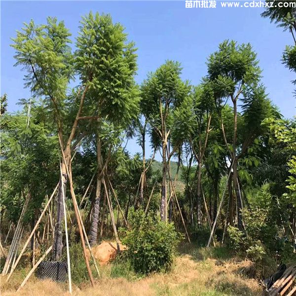 蓝花楹基地实拍图片 蓝花楹基地实拍图片