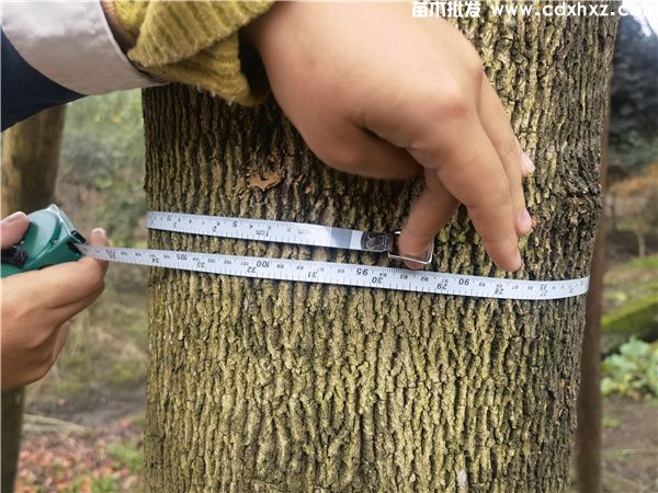 蓝花楹基地实拍图片 蓝花楹基地实拍图片
