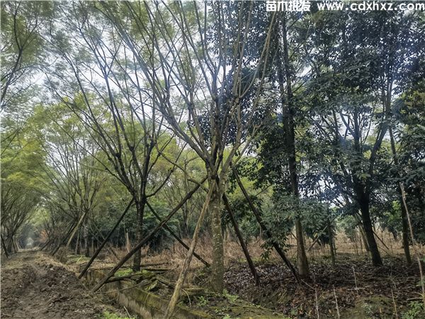 蓝花楹基地实拍图片 蓝花楹基地实拍图片