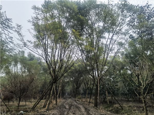 蓝花楹基地实拍图片 蓝花楹基地实拍图片