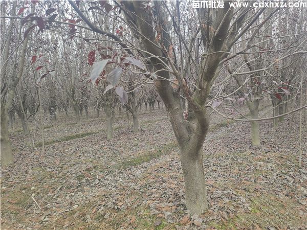 红叶李图片 红叶李图片