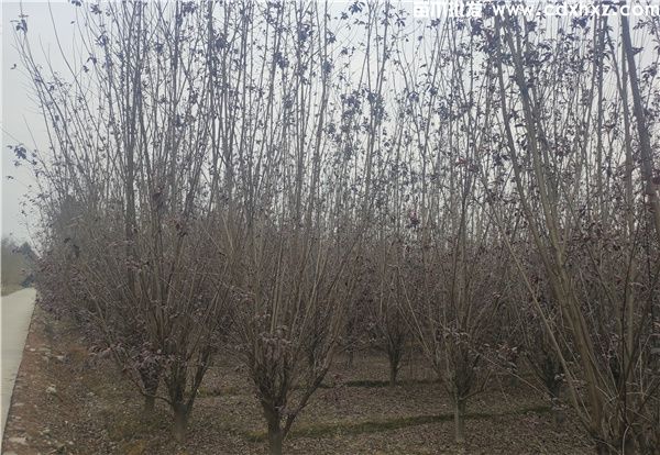 红叶李图片 红叶李图片