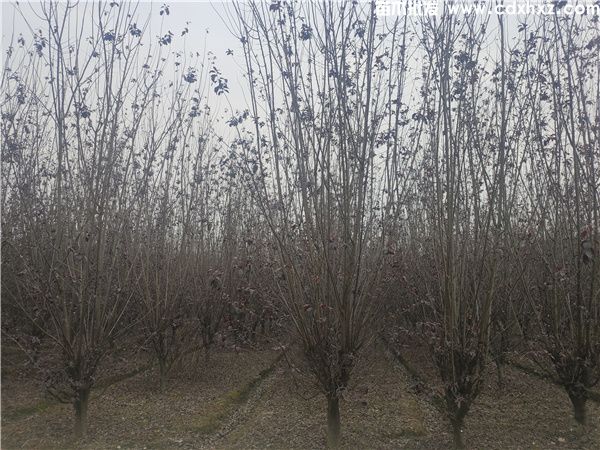 红叶李图片 红叶李图片