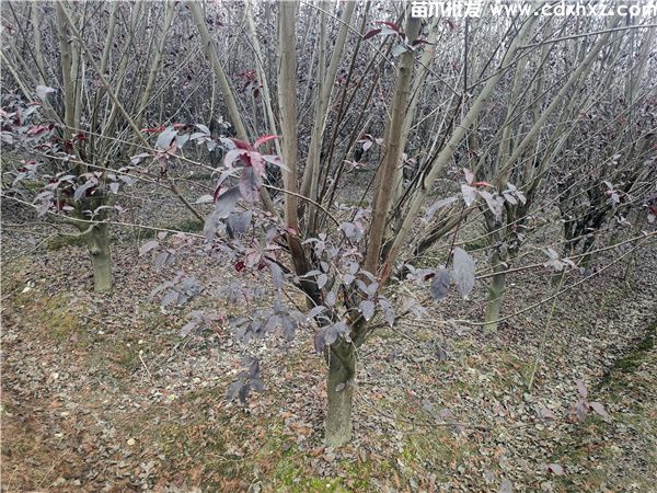 红叶李图片 红叶李图片