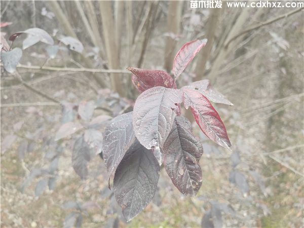 红叶李图片 红叶李图片