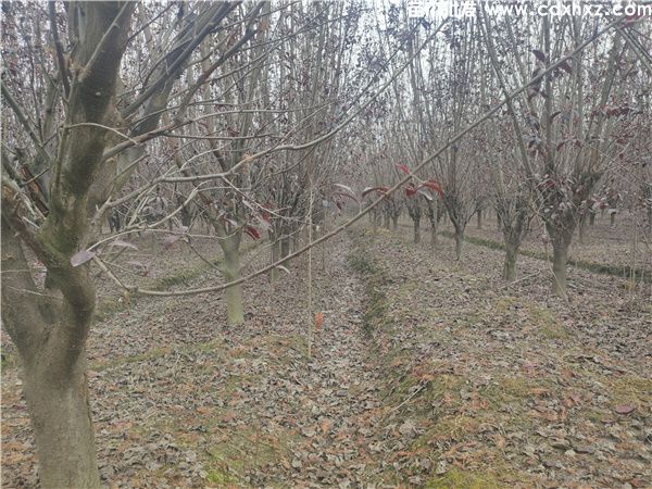 红叶李图片 红叶李图片