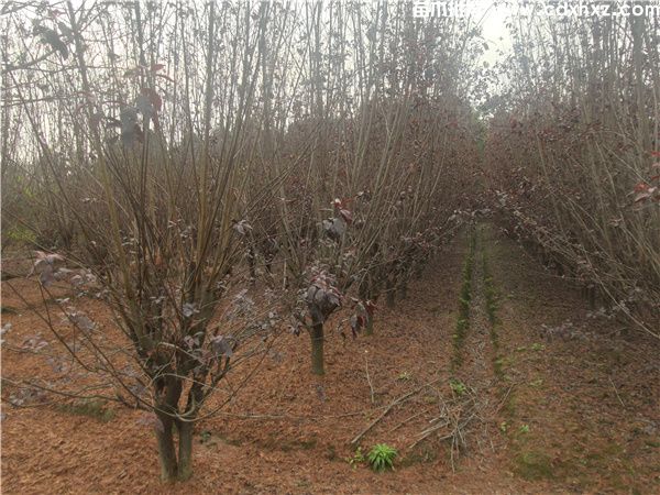 红叶李图片 红叶李图片