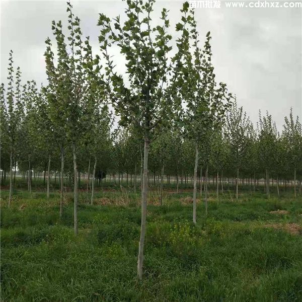 法桐图片 法桐图片