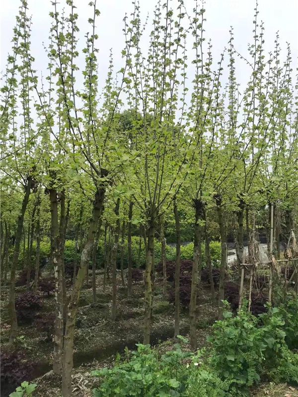 法桐图片 法桐图片