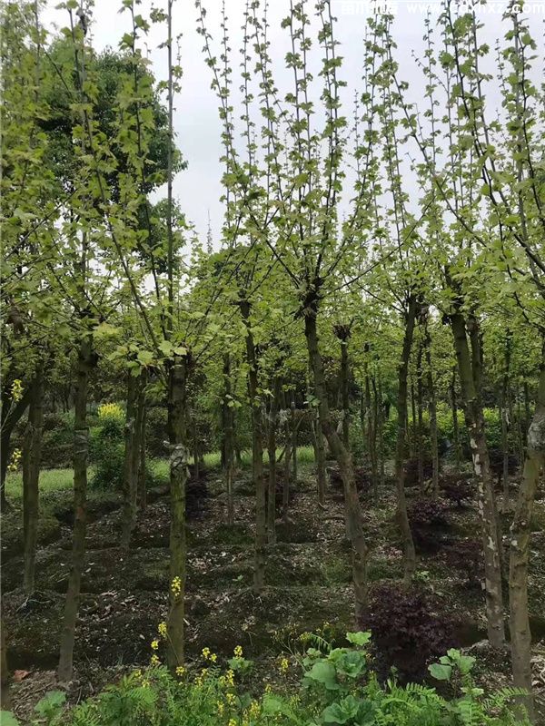 法桐图片 法桐图片