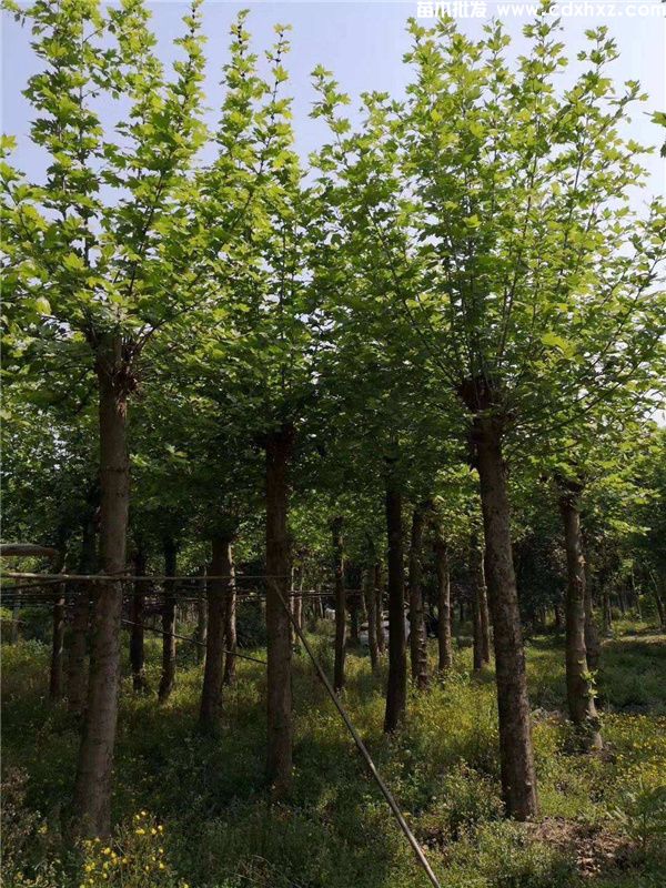 法桐图片 法桐图片