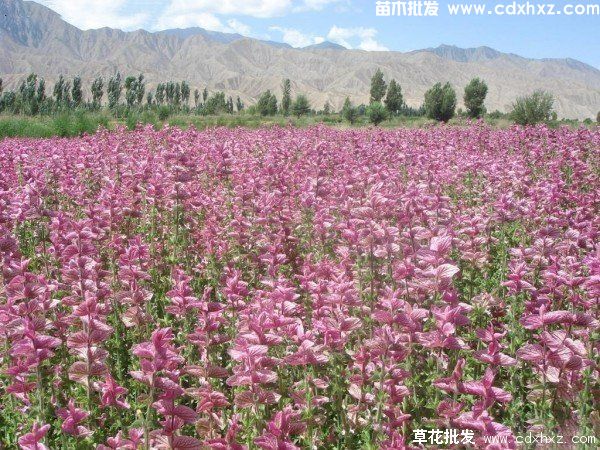 天蓝鼠尾草和墨西哥鼠尾草的区别 天蓝鼠尾草和墨西哥鼠尾草的区别