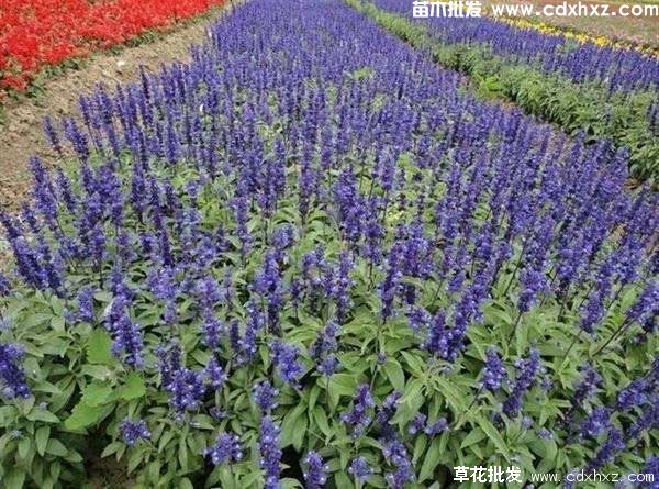 天蓝鼠尾草和墨西哥鼠尾草的区别 天蓝鼠尾草和墨西哥鼠尾草的区别