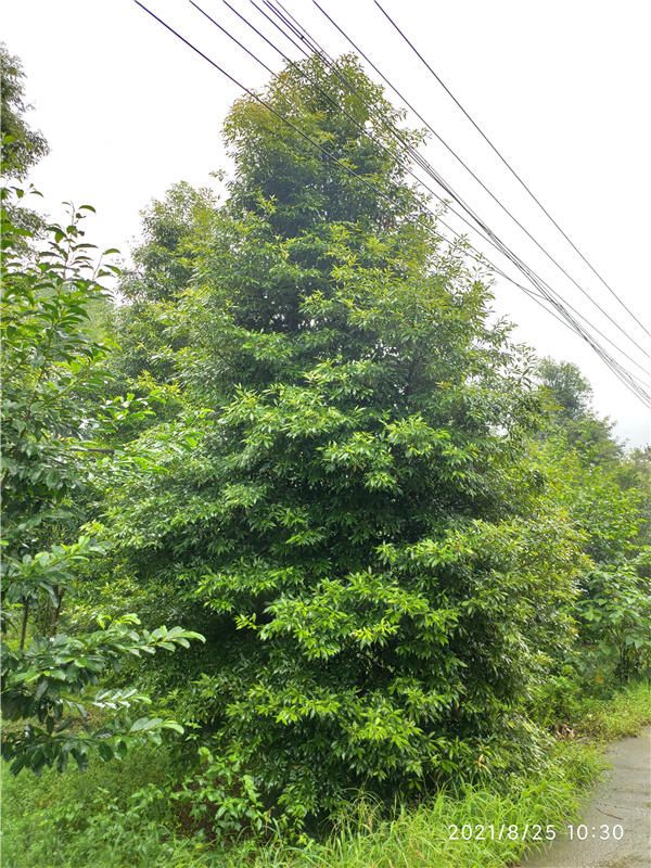 桢楠图片 桢楠图片