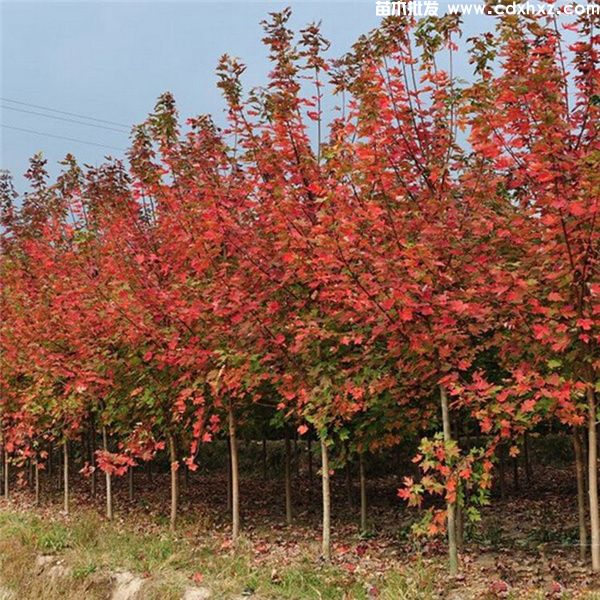 园林绿化苗木整形修剪技巧和时间主要意义 园林绿化苗木整形修剪技巧和时间主要意义