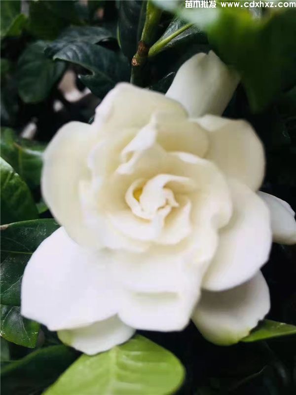 小叶栀子一年开几次花? 小叶栀子一年开几次花?