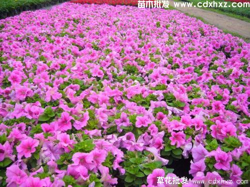 学校适合种植哪些草花? 学校适合种植哪些草花?