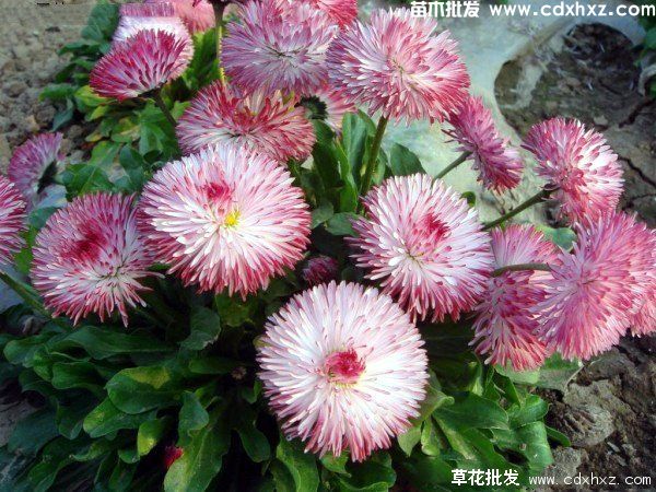 学校适合种植哪些草花? 学校适合种植哪些草花?