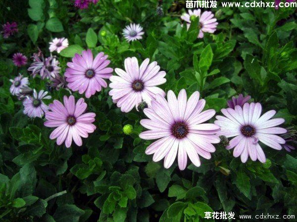 学校适合种植哪些草花? 学校适合种植哪些草花?