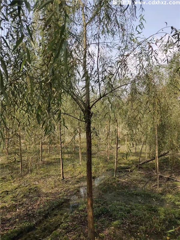 柳树图片 柳树图片