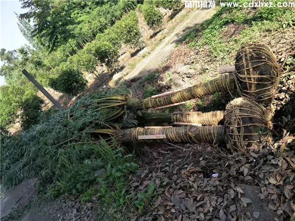 柳树图片 柳树图片