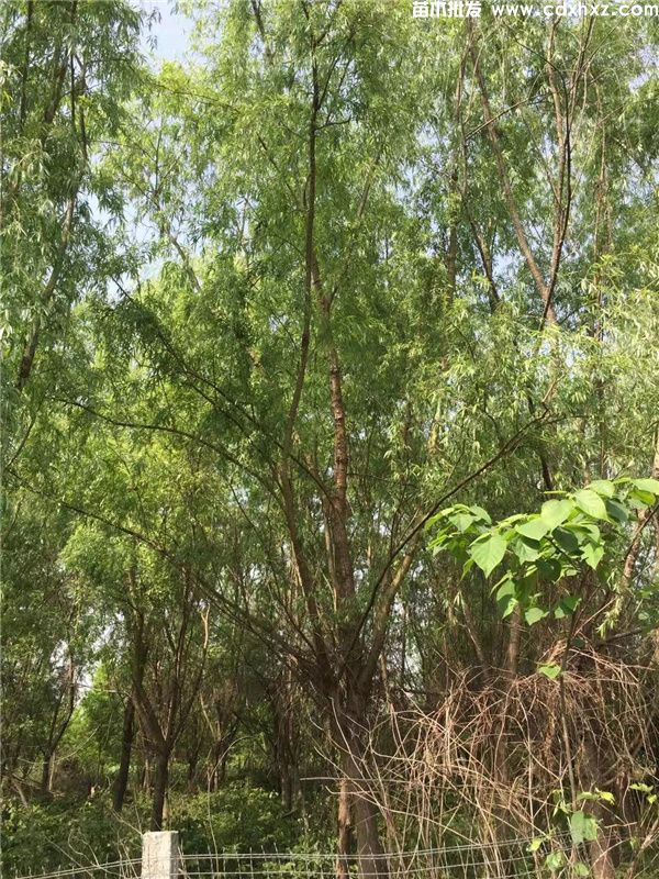 柳树图片 柳树图片