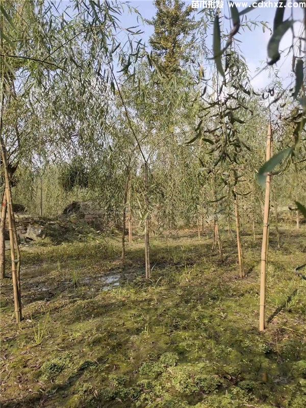 柳树图片 柳树图片