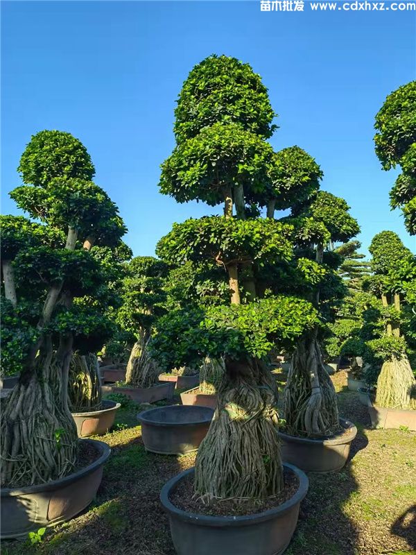 造型小叶榕图片 造型小叶榕图片