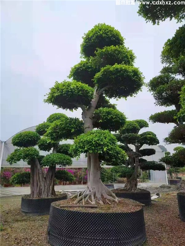 造型小叶榕图片 造型小叶榕图片