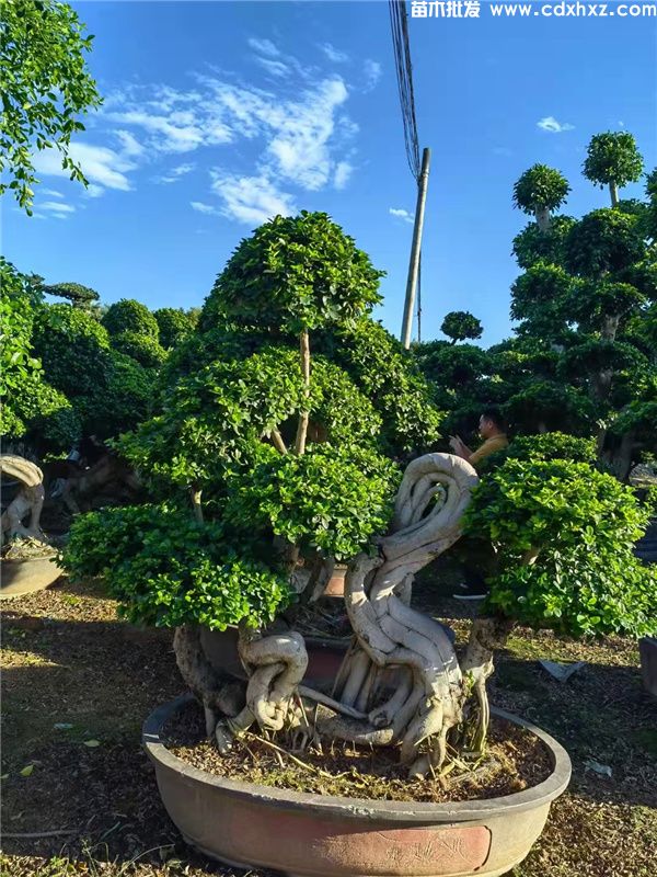 造型小叶榕图片 造型小叶榕图片