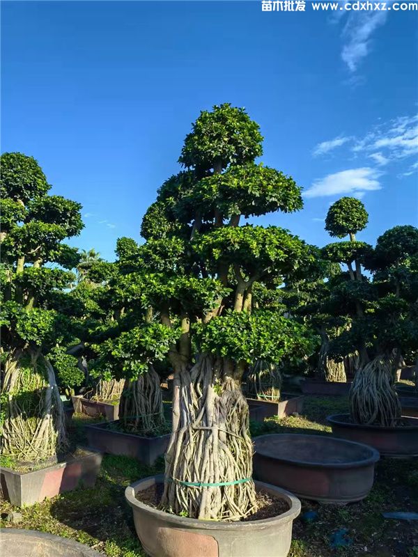 造型小叶榕图片 造型小叶榕图片