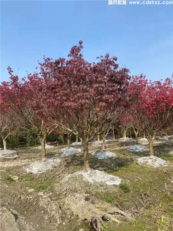 中国红枫图片 中国红枫图片