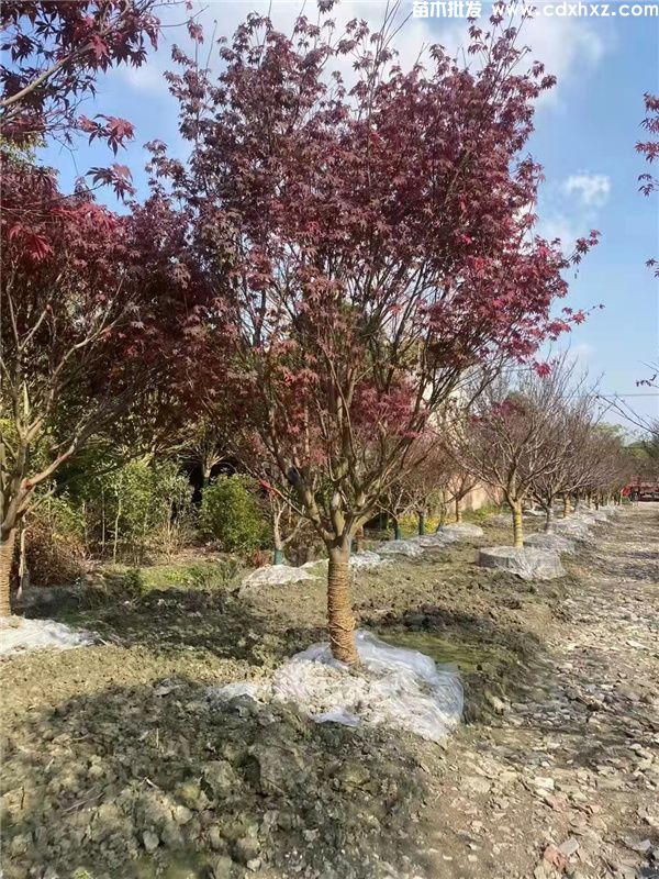 中国红枫图片 中国红枫图片