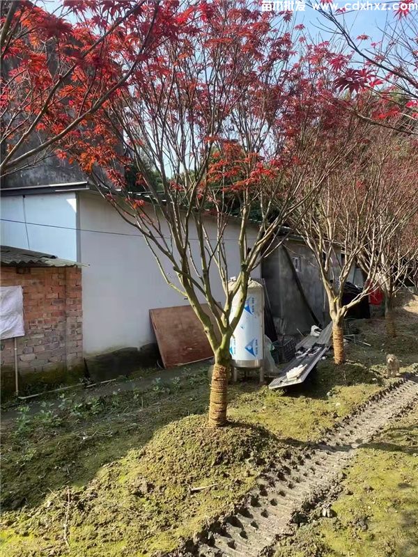 中国红枫图片 中国红枫图片