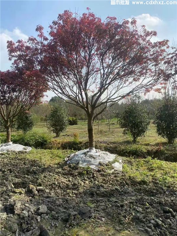 中国红枫图片 中国红枫图片