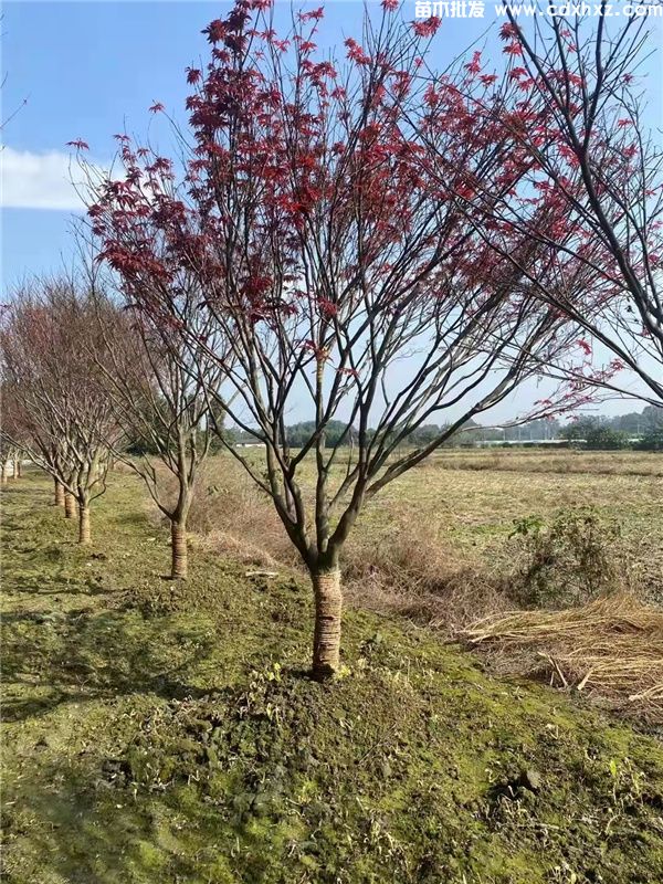 中国红枫图片 中国红枫图片