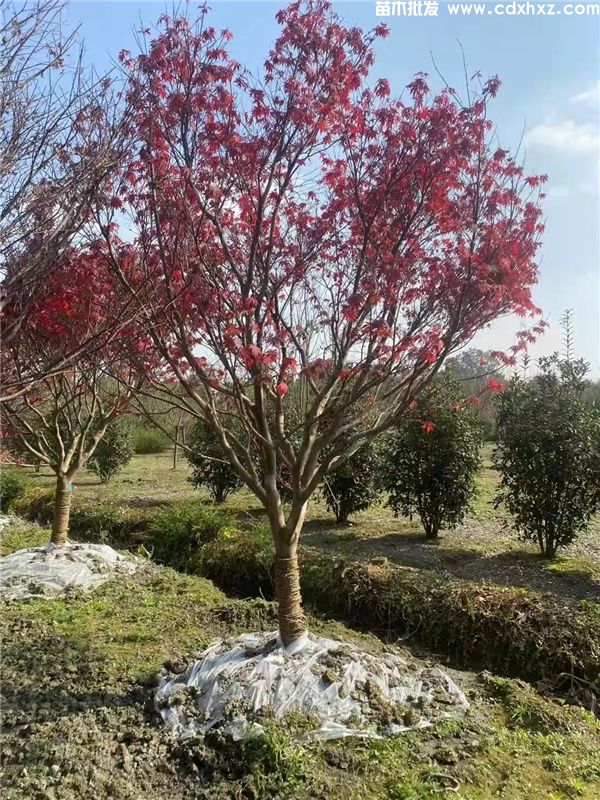 中国红枫图片 中国红枫图片