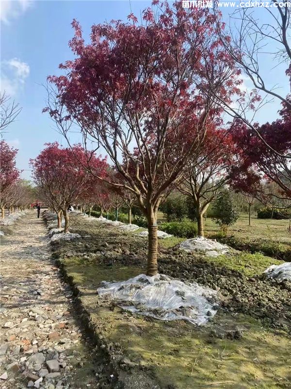 中国红枫图片 中国红枫图片