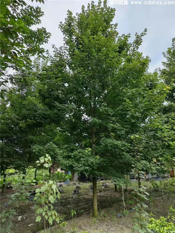 十月光辉红枫图片 十月光辉红枫图片