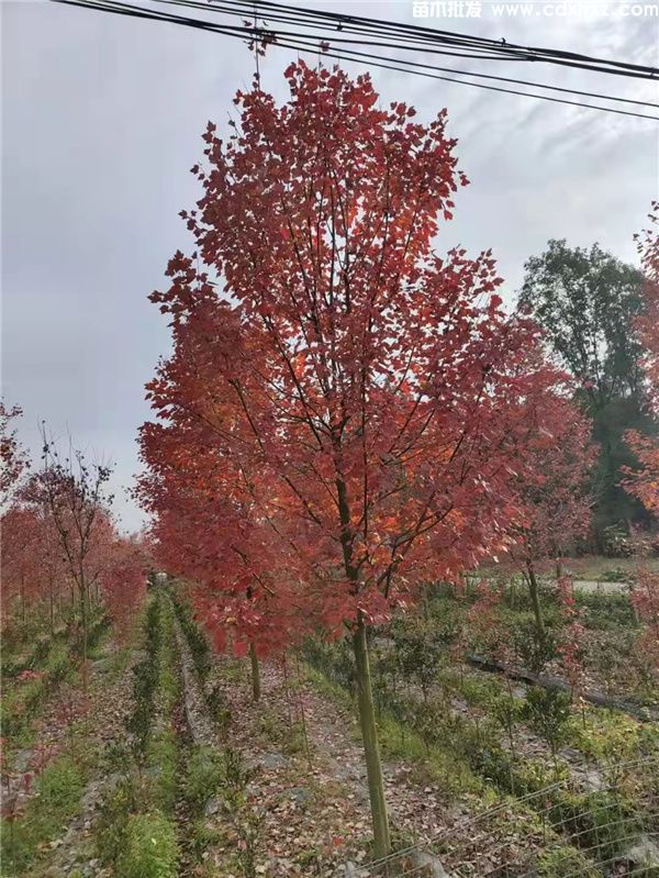 十月光辉红枫图片 十月光辉红枫图片