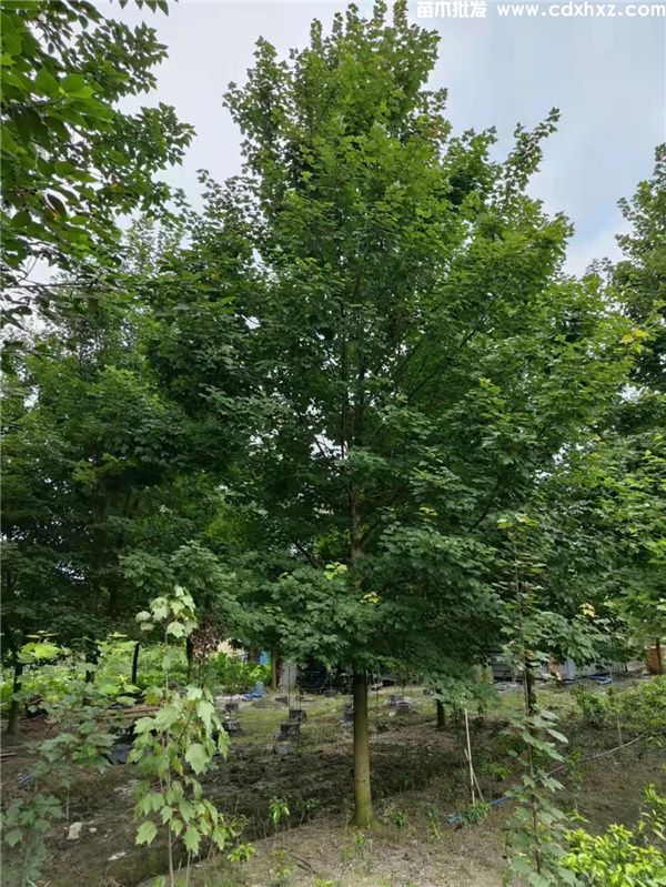 十月光辉红枫图片 十月光辉红枫图片