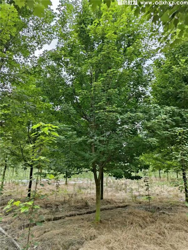 十月光辉红枫图片 十月光辉红枫图片