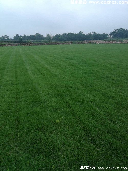 园林绿化草坪每平方价格是多少? 园林绿化草坪每平方价格是多少?