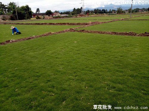 园林绿化草坪每平方价格是多少? 园林绿化草坪每平方价格是多少?